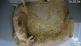 Female Lion Give Birth to Cub Live 😍 | credit :- @tarongazoo