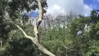 Glenreagh Flying-Fox colony
