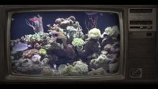 Reef Tank 100. Retro Video. TV Land ScreenSaver.