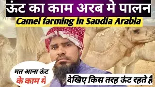 Camels farming in saudia Arabia Saudi arab me unt ka kam #camel #buisness  #farming #youtube 