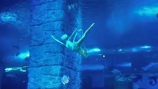 Aquarium Underwater Ballet Skills: Hoop