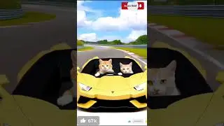 2026 2026,2026 new shorts#2026#viral #cat #