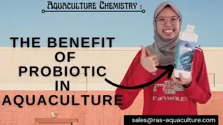 Aquaculture Chemistry Series | The Benefit of Probiotic in Aquaculture