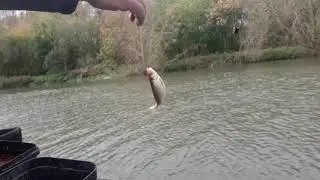 Clive Branson Fishing Vlogs Free Fishing Re-Visited at Pershore on Avon