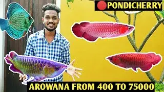 வண்ண மீன்கள் AROWANA AND DISCUS FISHES TOUR-Ornamental fish and pets vlog|AROWANA AND DISCUS| budget