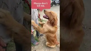 A golden retriever is begging his owner not to sell him to a dog meat dealer