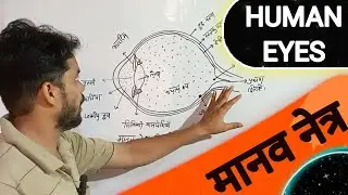 human eyes | human eye | manav netr | structure of human eyes | class 10 science