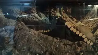 Kr&uuml;mel und St&ouml;psel bekommen mehr Streu und einen Heizstein.