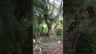 Alvin la ardilla #nature #didierpuravida #viralvideo #youtube #animals #squirrel #wildlife #shorts