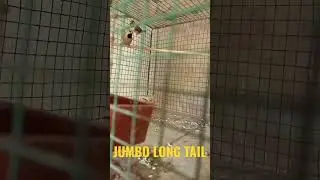 Jumbo long tail finch bird।। finches।।