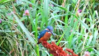 カワセミ調布地区お父さん 2025 06 04 #カワセ #野鳥 #birds #wildlife #nature #自然観察ぶらり散歩