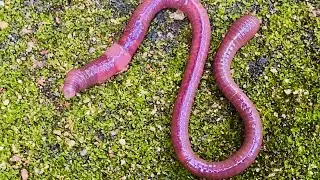 Have you Ever Looked Closely at an Earthworm?🪱 | Documentary 
