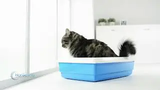 NonScents Cat Litter Deodorizer - Best for Odor Control