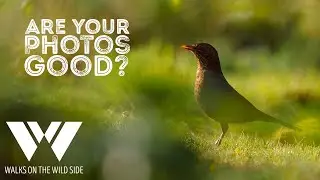 Как узнать, хороши ли ваши фотографии?
