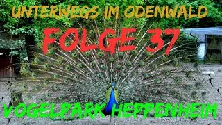 Vogelpark Heppenheim | *FOLGE 37* Unterwegs im Odenwald | die PÜFFCHENS