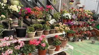Sunday Terrace garden overview ♥️