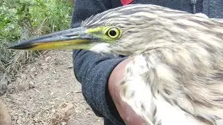 Bird Trap | Heron