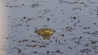 Bullfrogs Calling Ottawa NWR, (Canon 60D Audio Review) by Sayre Nature