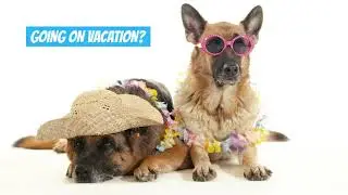 Columbus In-Home Pet Sitting