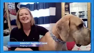 A Star Is Born - Gregory the Great Dane and Lowcountry Dog Magazine