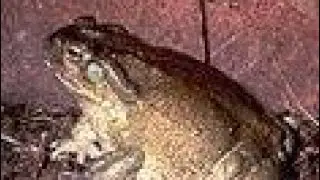 bufos