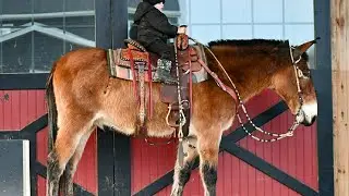 Cletus, john mule.