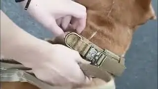 Don't miss this tactical dog collar and leash set!