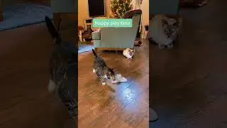 Cozy cats having fun with a new toy #cozycats