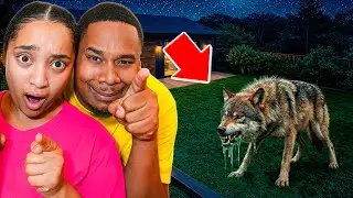 A Vicious WOLF Was in Our Backyard..
