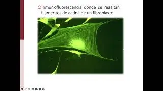 Organelos NO membranosos