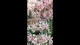 Bees on Sedum