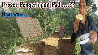 Proses Pengeringan Padi Bukit ll Panen Padi Bukit Kalimantan.