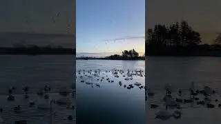 Busy birds at the Dam avoiding  ice.