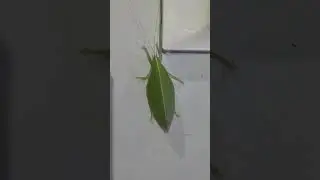 @smithasimplelifechannel Leaf Insect God's Creation #insect #different #flutemusic