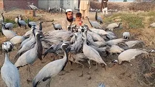 Feathered friends forever: (My Crane Birds). Let's celebrate the beauty of Crane Birds together 