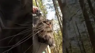 How to take your CAT on a HIKE! #cat #kitty #cutekitty #catlover #hiking #outdoors