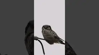 Surnia ulula / The northern hawk-owl / Svītrainā pūce ✨️