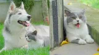 After 9 Months Raised by a Husky, This Cat Really Thinks He&rsquo;s a Dog!