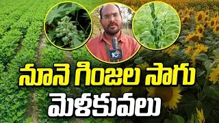 నూనె గింజల సాగు - మెళకువలు |Oilseed Cultivation Guide | Best Practices for High Yield |Matti Manishi