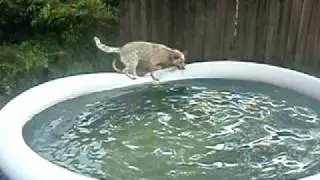 Smart dog getting the ball