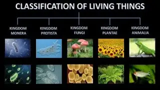 The Classification of Living Things: Understanding Life's Diversity