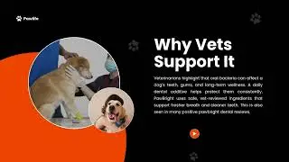 Vet-Approved Dental Care That Fits Every Dog&rsquo;s Routine