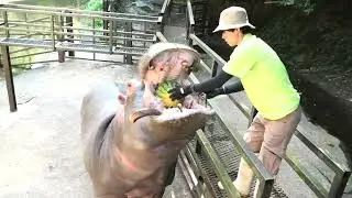 カバの スイカ 丸ごと がぶり 迫力満点www 長崎バイオパーク 2022/7
