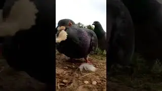 #pigeon #birds #food #feed #bread #park #animals #grass