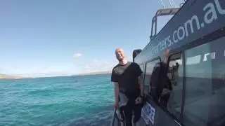All ages can go Shark Cage Diving!