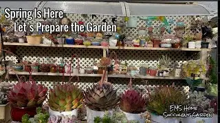 First Day of Spring in My Succulent Garden
