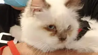 PROJECT SIDETRIP: Feline in the City