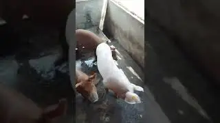Profitable pig 🐖 farming start your passion job and dream big #pigging #pigfeed #passion #dream