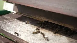 Hive Life