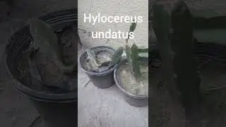 Dragon Fruit Red Cactus Climber | Pitaya | Hylocereus undatus | Engineer Ka Bagh #gardening #fruit